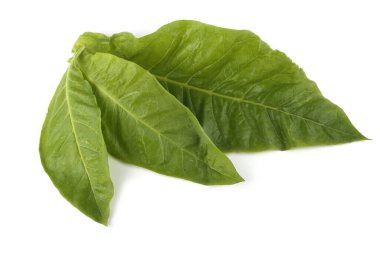 Tütün yaprakları beyaz üzerine izole