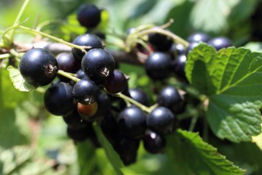 Olgun taze frenk üzümü hasadına yakın.