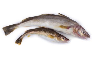 Safran morina balığı beyazda izole edilmiş.