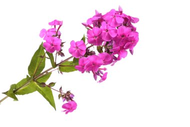 Beyaz üzerine izole edilmiş pembe fenomen.