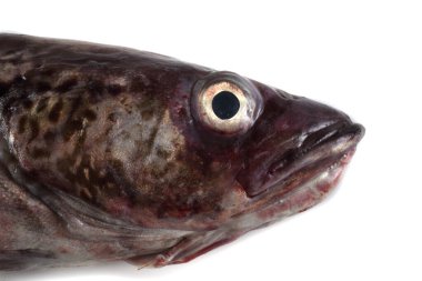 Pollock balığı beyazda izole edilmiş.