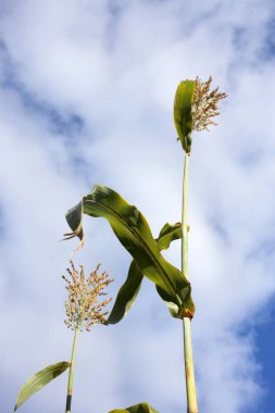 Çiftlikte şeker kamışı yetiştirmek