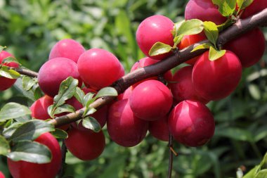 Olgun taze erikler. görünümü kapat