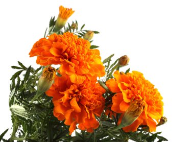 beyaz arkaplanda izole edilmiş kadife çiçekleri