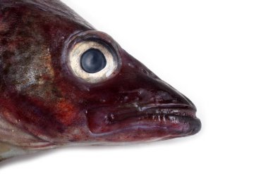 Beyaz arkaplanda Pollock