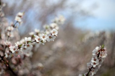 Nanking kiraz çiçeği. Sakura