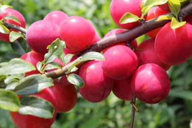 Olgun taze erikler. görünümü kapat