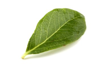 Beyaz arkaplanda izole edilmiş taze yeşil yaprak