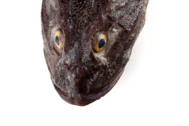 Goby balık portresi beyaz üzerinde izole (sade heykel, Myoxocephalus jaok)