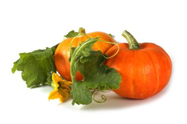 Beyaz bir arkaplanda kabak izole