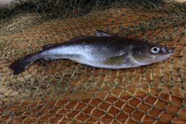 İnternette taze safran morina balığı