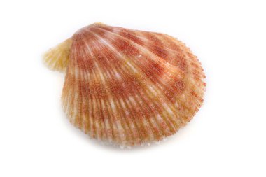 Deniz tarağı beyazda izole edildi