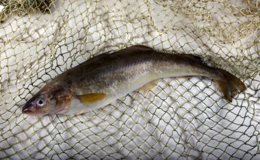 Ağda taze safran morina balığı