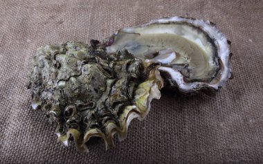 İstiridye poşetleme. Deniz yiyeceği