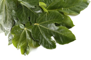 Beyaz arkaplanda incir yaprakları