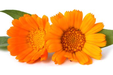 Beyaz arkaplanda izole edilmiş sarı çiçekler