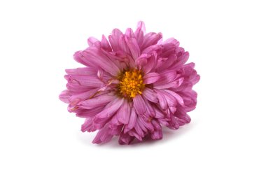 Kasımpatı beyaza izole edilmiş.