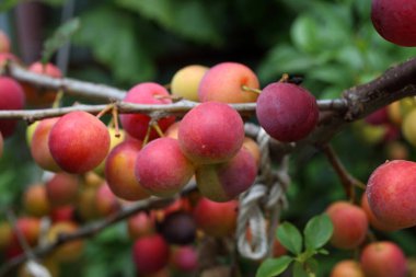 Olgun taze erikler. görünümü kapat
