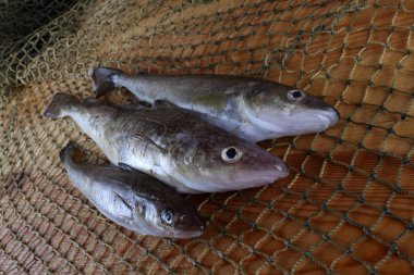 İnternette taze safran morina balığı