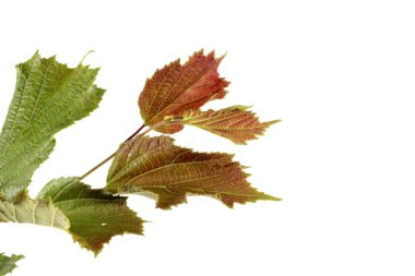 Sonbahar fındık yaprağı beyaza izole edilmiş.