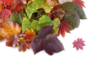 Düşen sonbahar yapraklarını kapatın.