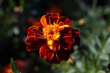 Çiçek açan muhteşem çiçeğe yaklaş