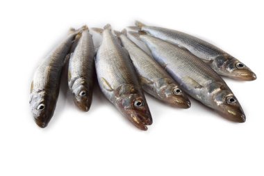 Gökkuşağı eritilmiş (Osmerus mordax) beyaz üzerine izole edilmiş