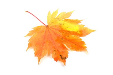 sonbahar yaprakları beyaz arkaplanda izole