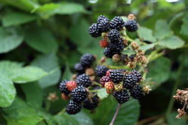 Taze böğürtlen. Kapat..