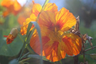 Işığa karşı turuncu nasturtiyum