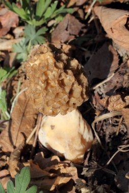 Büyüyen morel. Bahar mantarı