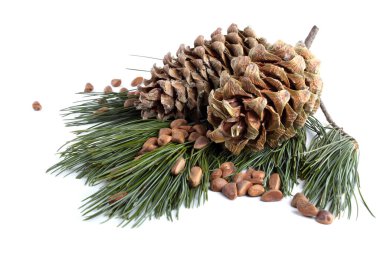 Çam fıstığı beyaza izole edilmiş.