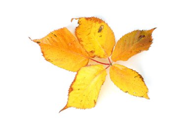 Blackberry 'nin sonbahar yaprakları beyaz arkaplanda