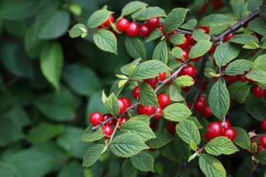 Nanking kirazı. Uzak Doğu lezzeti