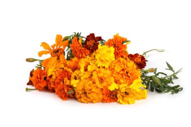 beyaz arkaplanda izole edilmiş kadife çiçekleri