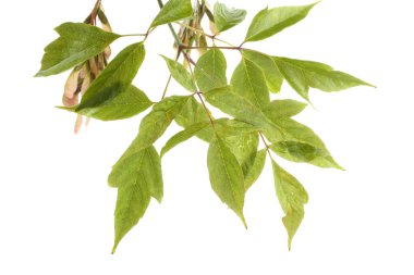 Kül yapraklı akçaağaç dalı (acer negundo)