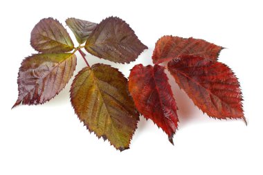 Düşen sonbahar yapraklarını kapatın.