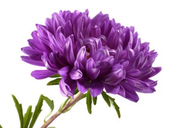 Violet aster beyazda izole edilmiş