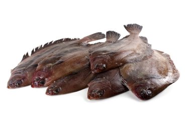 Düz başlı taban (Hipoglossoides elassodon) beyaz üzerinde izole