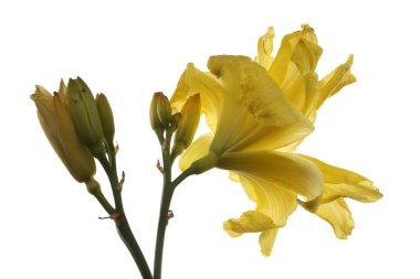 Sarı zambak beyazda izole.