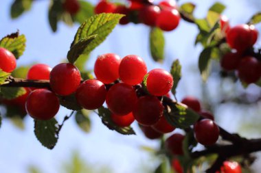 Nanking kirazı yetiştiriyorum. Uzak Doğu lezzeti