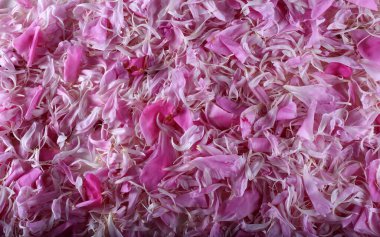 İnanılmaz çiçeklere yakın.