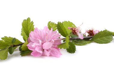 İnanılmaz çiçeklere yakın.