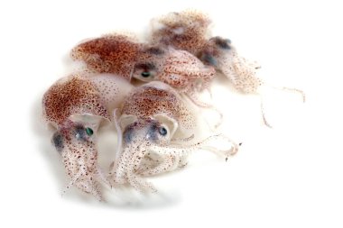 Küçük mürekkepbalıkları beyazlar üzerinde izole edilmiş