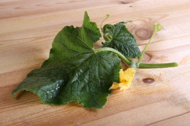 Salatalık yaprağı ve çiçek masada.