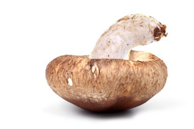 Shiitake mantarı beyaz arkaplanda izole edilmiş.