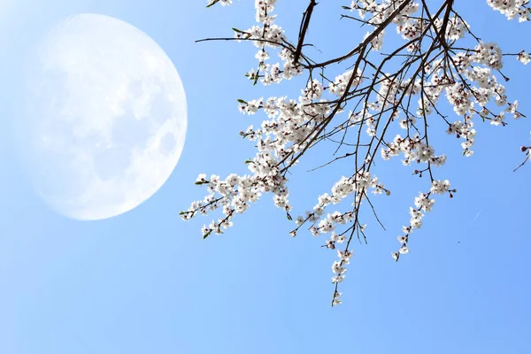 Erik çiçeği ve büyük fantastik ay. Sakura. Ay 'a andolsun,