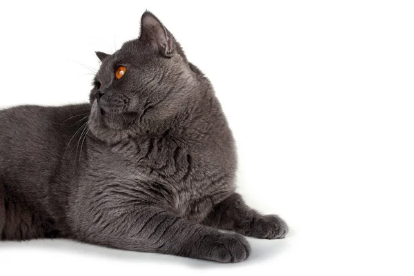 Британская Кошка Изолирована Белом Фоне — стоковое фото