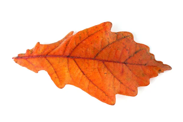Herfst Eiken Bladeren Geïsoleerd Witte Achtergrond — Stockfoto