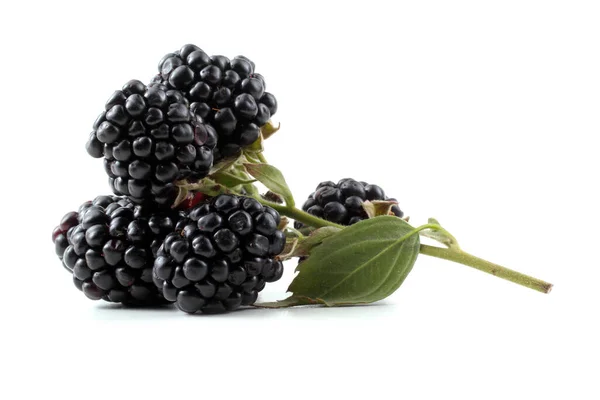 Frische Brombeerernte Nahaufnahme — Stockfoto